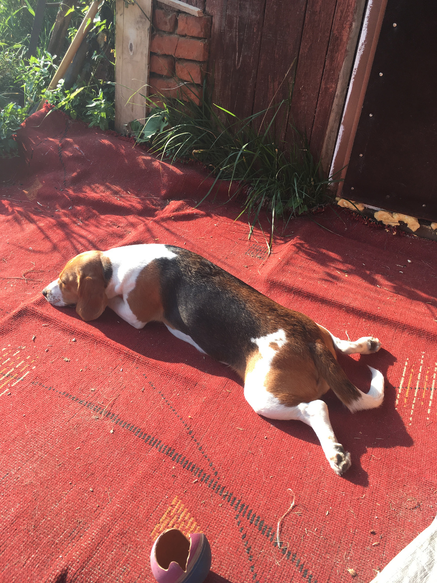 Вот это милое создание может такого натворить! По мячику видно)