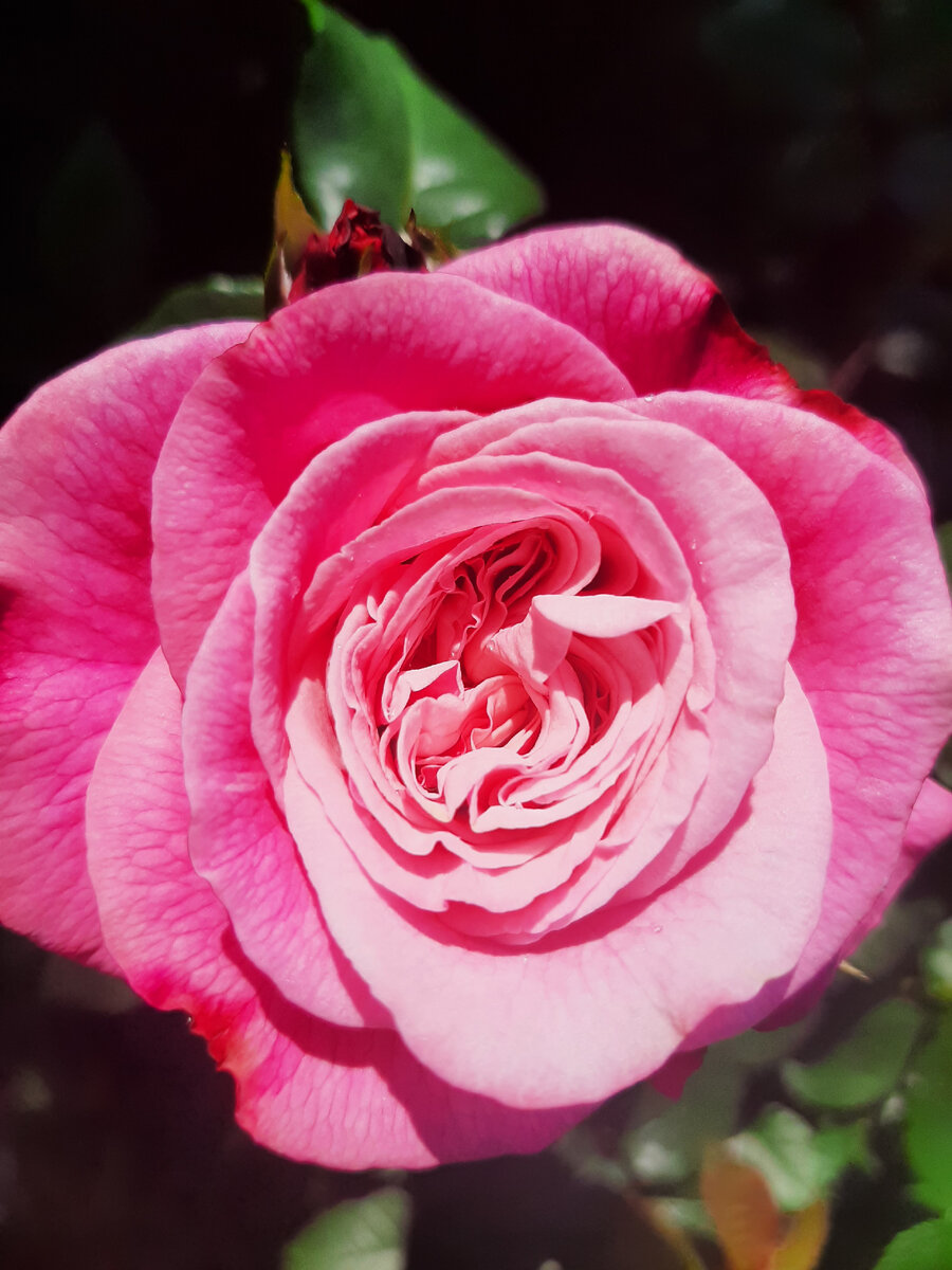 Вайлдберри  (Wildberry). Чайно-гибридная роза. Evers