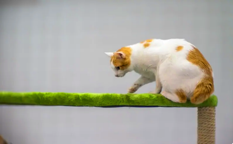 Интересные факты о породе кошек Японский бобтейл | КотоВедение | Дзен