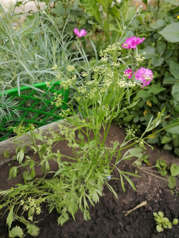 Анис на фоне перистой гвоздики