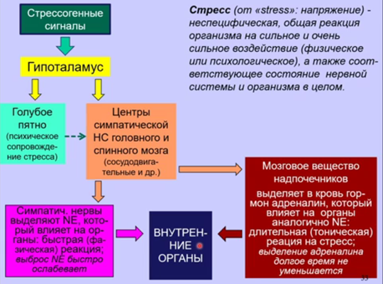 Рис1. Лекция В.А. Дубынина «Мозг: Норадреналин и адреналин»