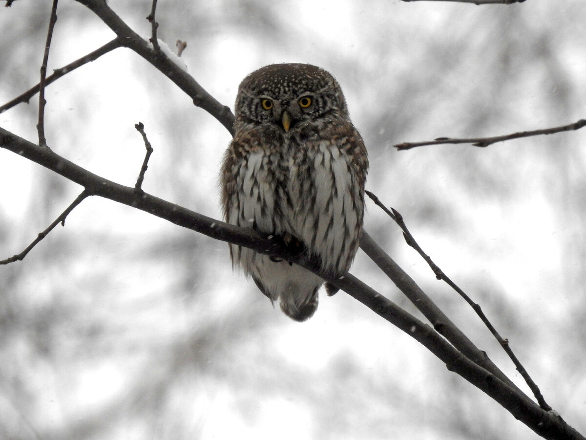 Воробьиный сычик, суровый взгляд, 14 ноября 2021 года, Екатеринбург, фото автора