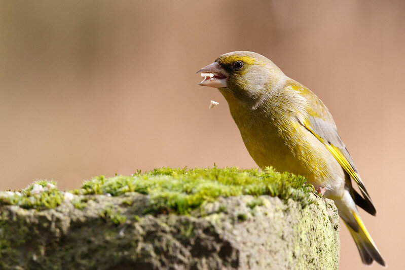 Фото LuLi Naturfoto (flickr.com)