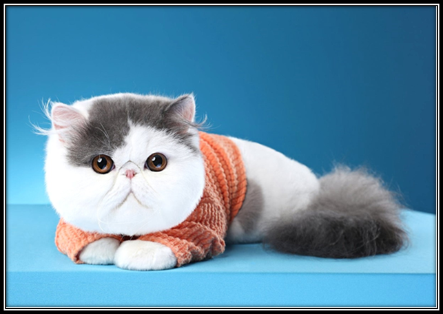 Экзоты могут быть любого окраса. 