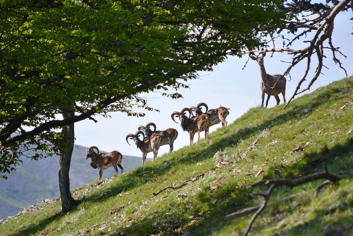Фото Крымского заповедника из их группы вк https://m.vk.com/nacparkcrimea
