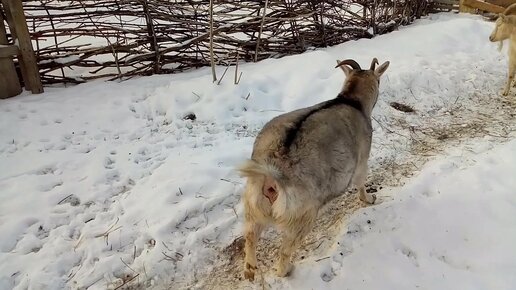 Беременность коз, как и что бывает