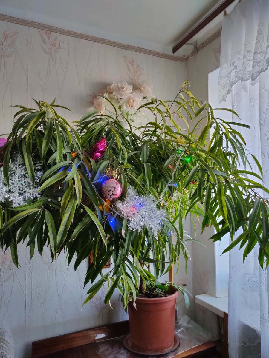 Наша родная "ёлочка".