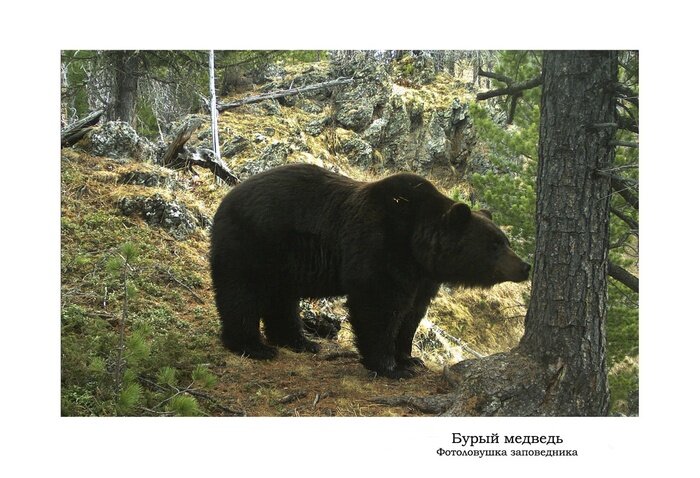 Фото:Заповедник «Хакасский»