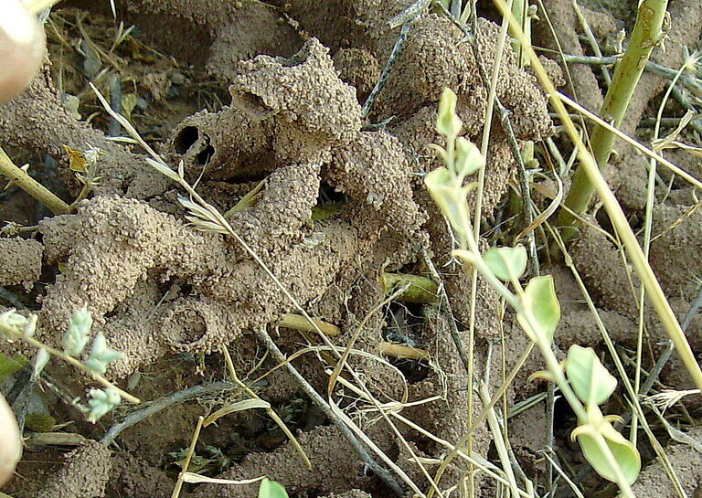 Термиты не любят открытого пространства - они сначала обкладывают сухуюдревесину (в данном случае - травинки) глиняным коконом, а потом уж, под защитой этого кокона, съедают древесину. Пример таких трубок термитов. Сурхандарья (Южный Узбекистан) Фото автора. 
