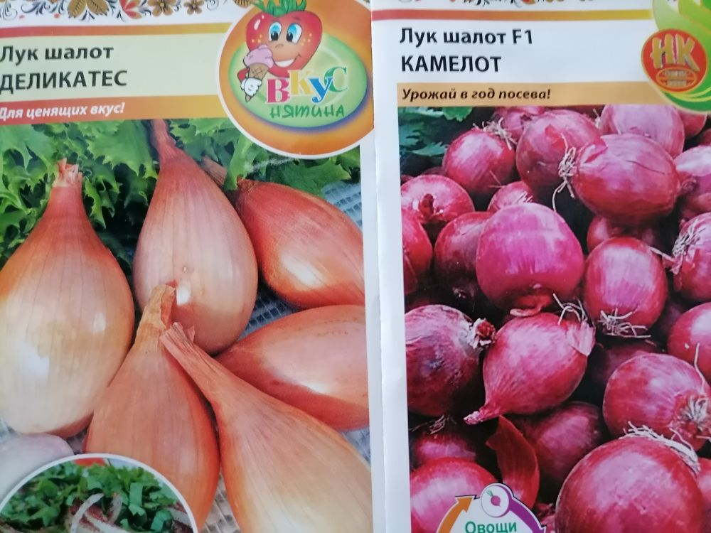Лук шалот и репчатый лук. Селекционная работа. Фермер Роман Алыев. - смотреть ви