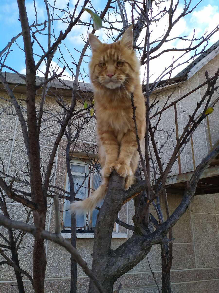 Обожает штурмовать деревья. 