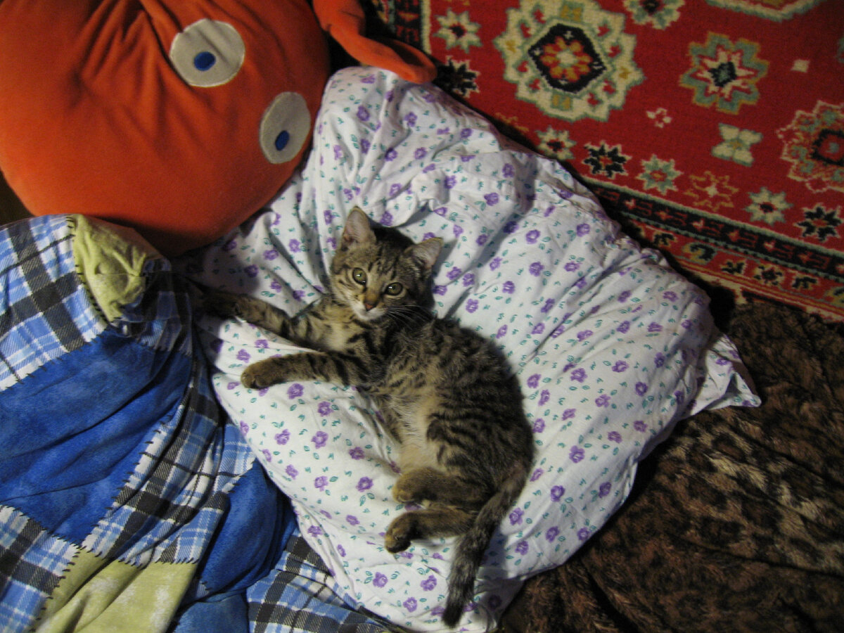 Царское ложе маленькой принцессы)