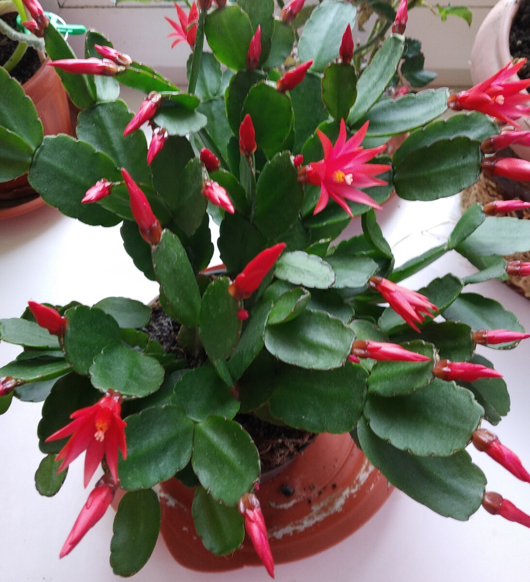 Вот так хатиора выглядела, когда начала зацветать