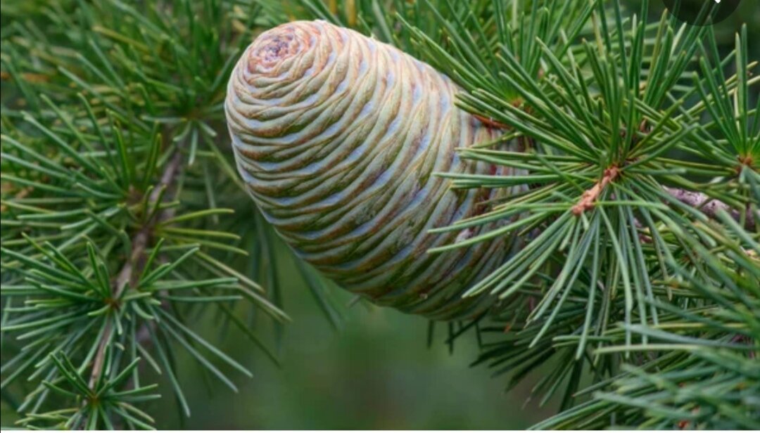 Кедр гималайский 