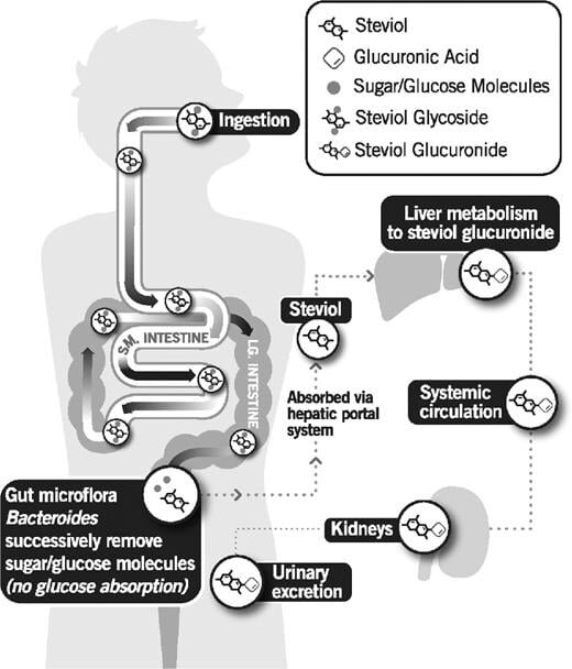 метаболизм стевиозидов 