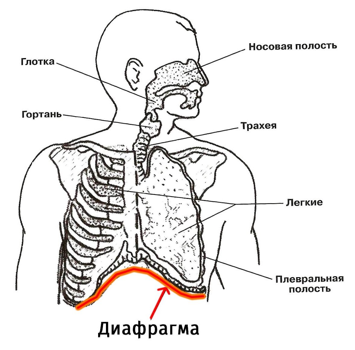 Где находится надо. Диафрагма расположение анатомия. Расположение диафрагмы у человека. Гдетгаходится диафрагма. Рисунок диафрагмы человека.