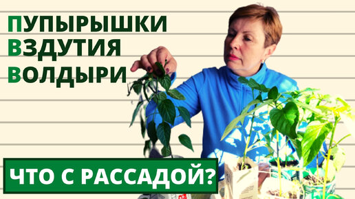 Что случилось с рассадой ПЕРЦА, ТОМАТА и БАКЛАЖАН? Как бороться?