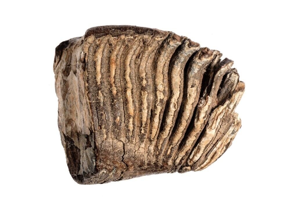 Зуб мамонта, жившего на Сахалине больше 10 тысяч лет назад