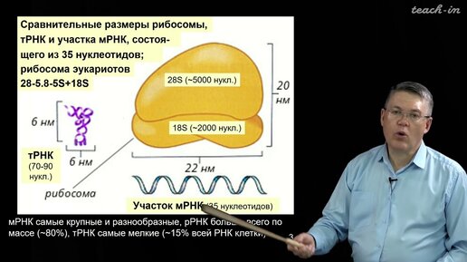 Download Video: Дубынин В.А. - 100 часов школьной биологии - 2.7. Трансляция, генетический код