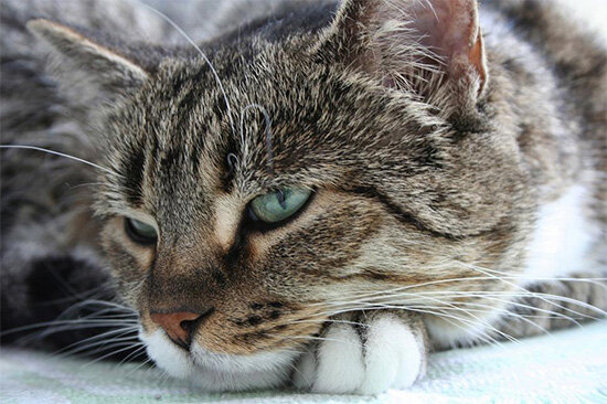 из просторов интернета