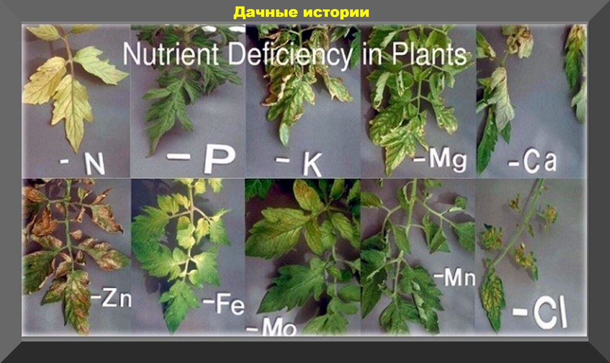 Нехватка микроэлементов у томатов