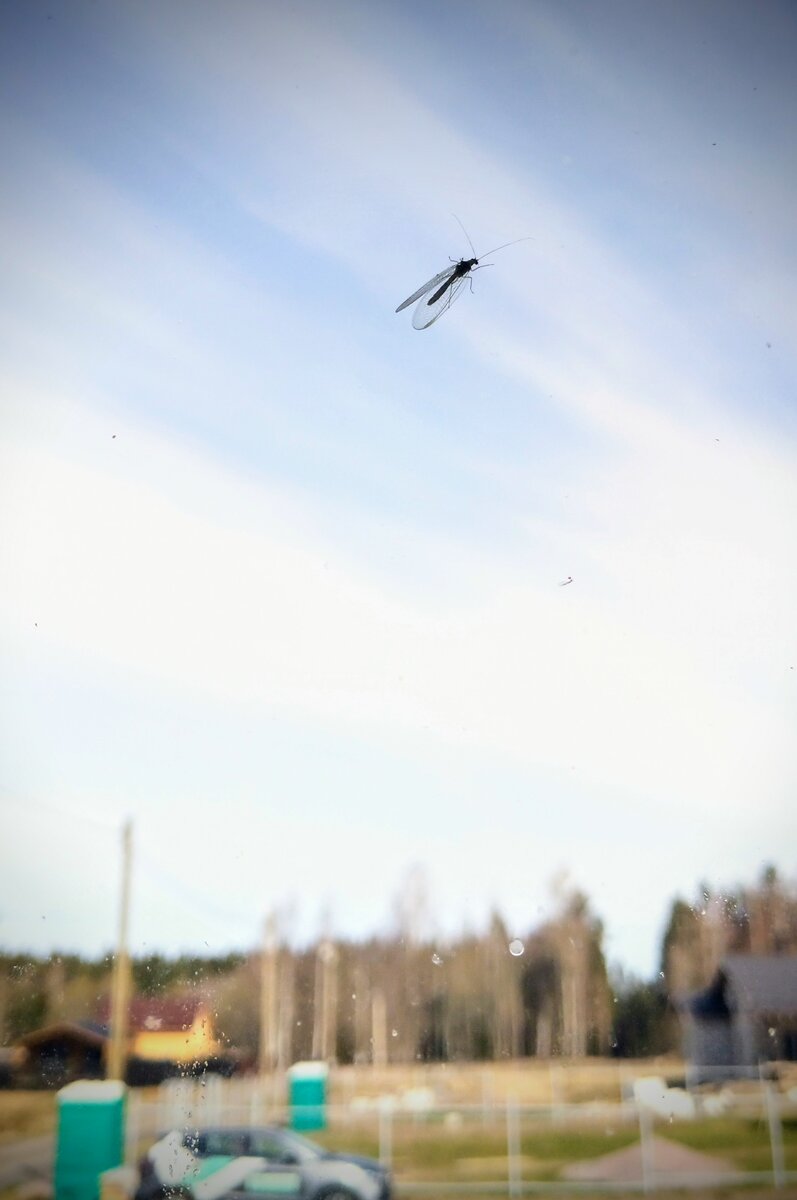 Древнейшие найдены в юрских отложениях около деревни Даохугоу (уезд Нинчэн, Внутренняя Монголия, КНР), им 165 млн лет.