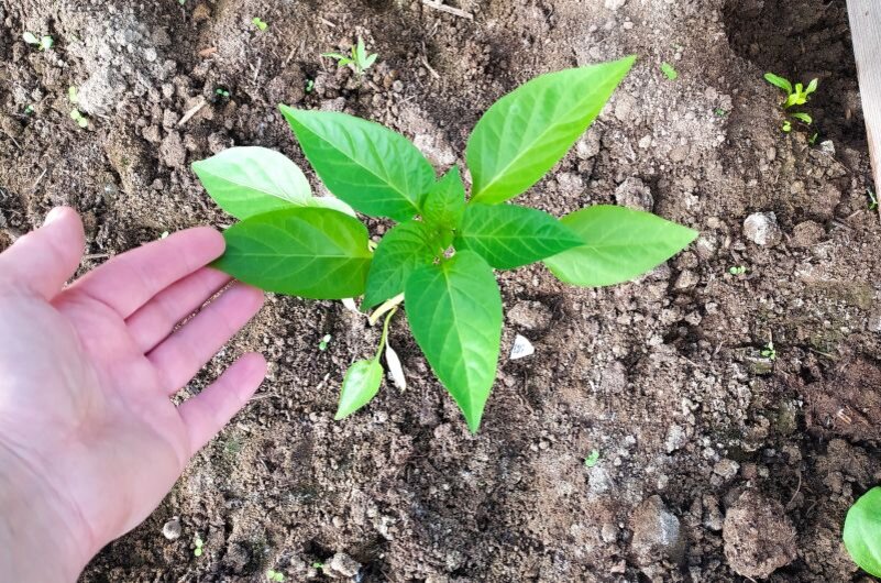 Перец хорошо прижился и это видно по новым зеленым листьям.