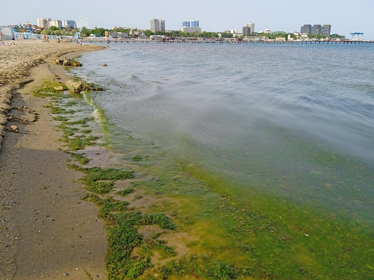 Водоросли у берега в Анапе 5 июня