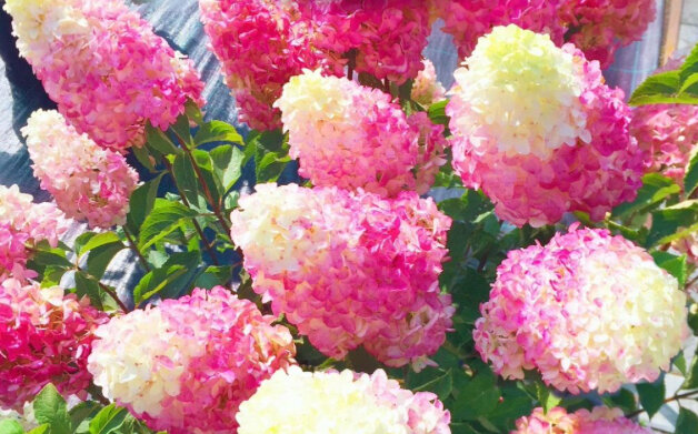  Строберри Блоссом