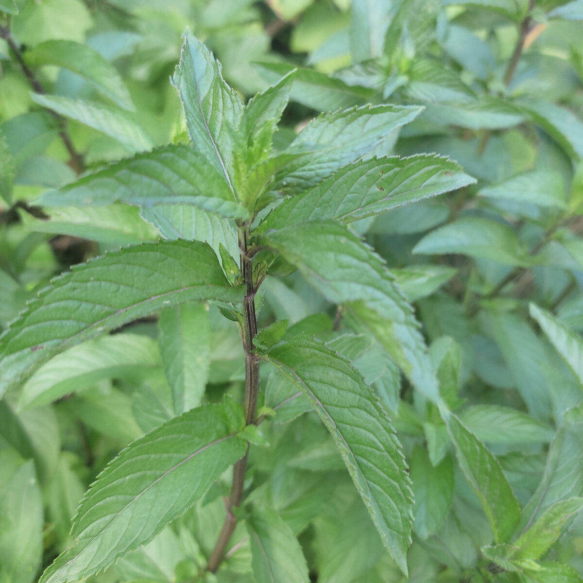 Мята перечная