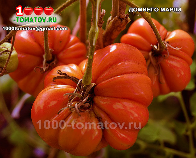 Томат Доминго Марли красный Domingo- relatives Marley фото 3