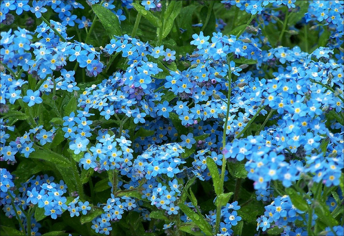 Anchusa cespitosa Plants, Plant stand, Container plants