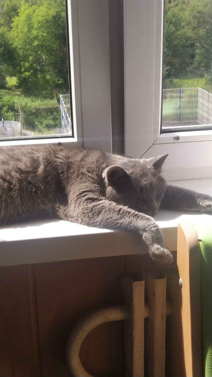 Отдыхает мой #котэ
