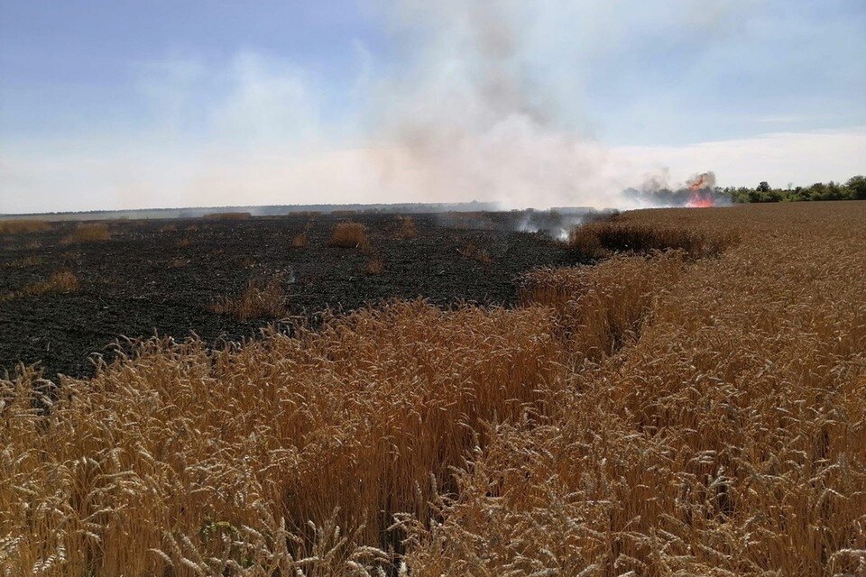     В Долгоруковском районе загорелось поле пшеницы  Пресс-служба ГУ МЧС Липецкой области.