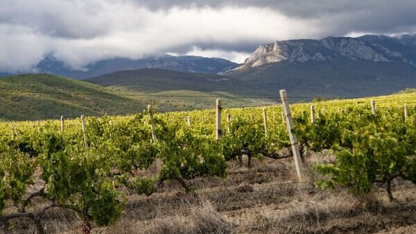   © РИА Новости Крым . Дмитрий Макеев