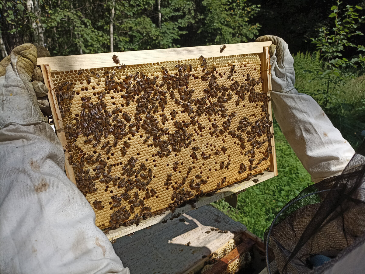 Расплод в августе