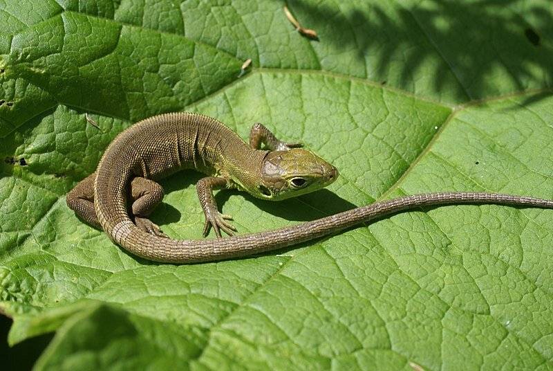 Чего нет у ящериц. Чего нет у ящериц. Презентация ящерица 3 класс. Ящерица краткое описание. Сообщение о пресмыкающихся ящерица.
