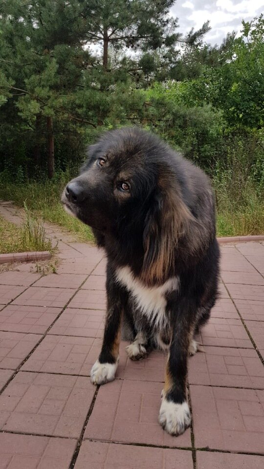 Доминик
