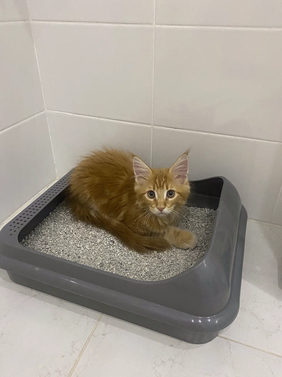 Сейчас в этот лоток помещаются только задние лапы))