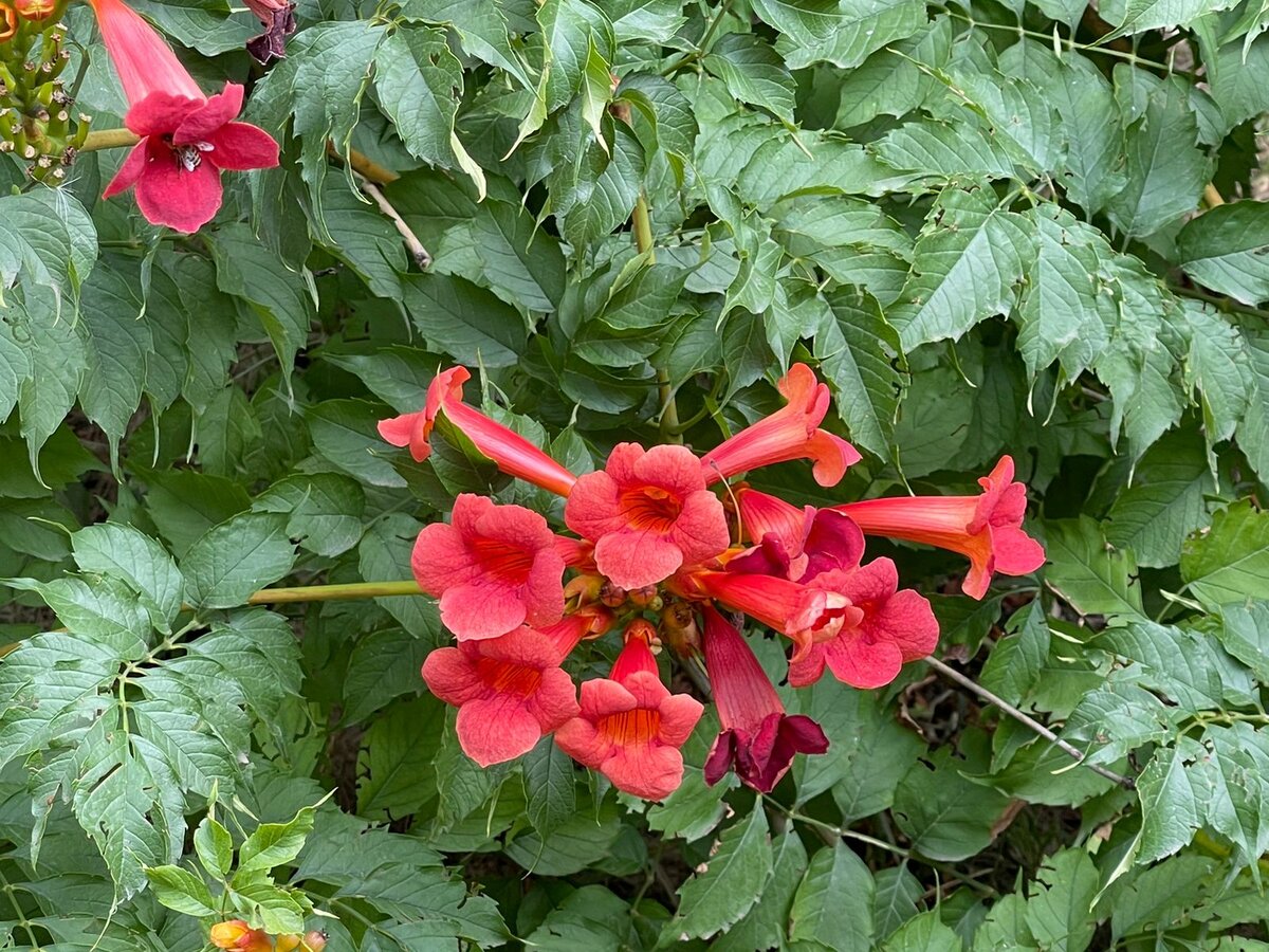 последние летние цветы