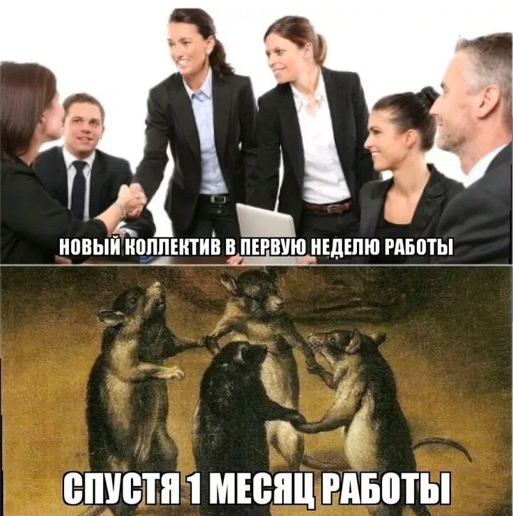 Первый день на новой работе картинки смешные