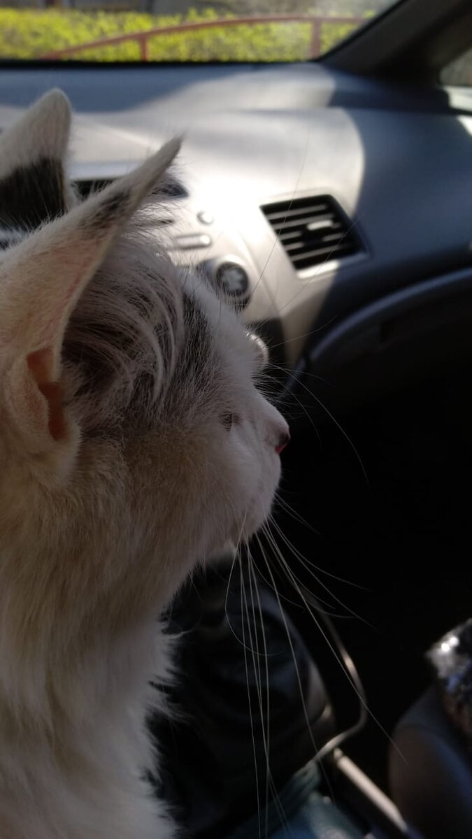 Кот Малыш попросился за руль