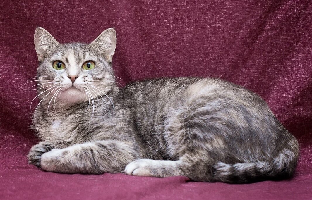 Мама Бени - Мисти. Она тоже ищет дом 🏠 