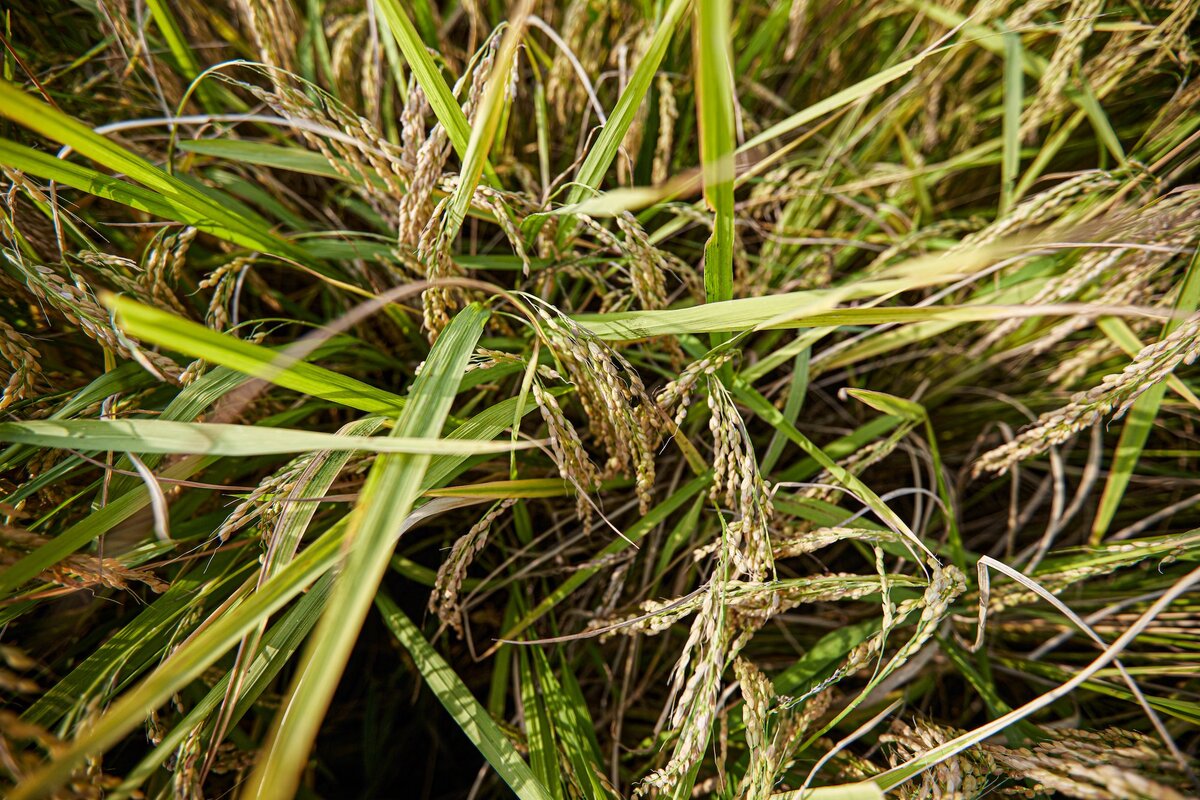 Созревший рис