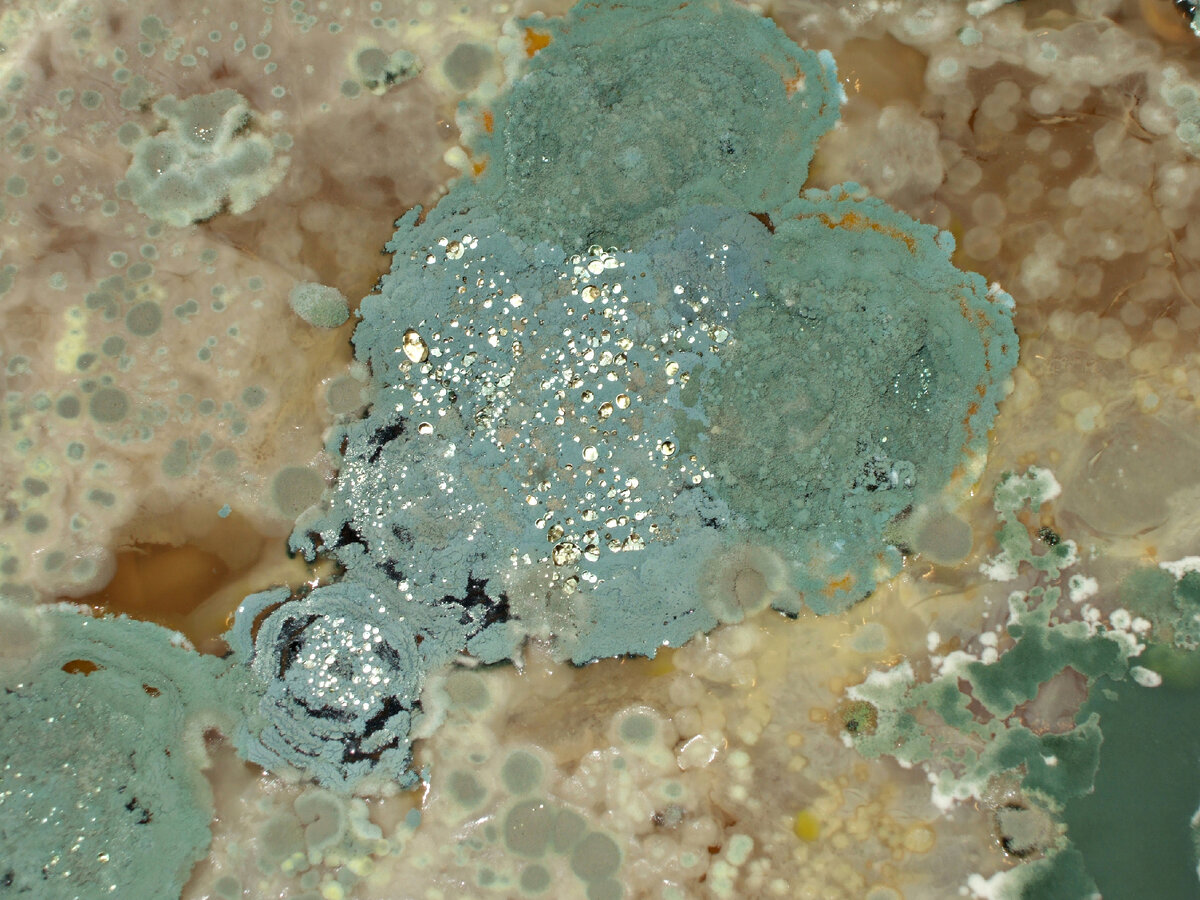 Развитие плесневых грибов на поверхности жидкости