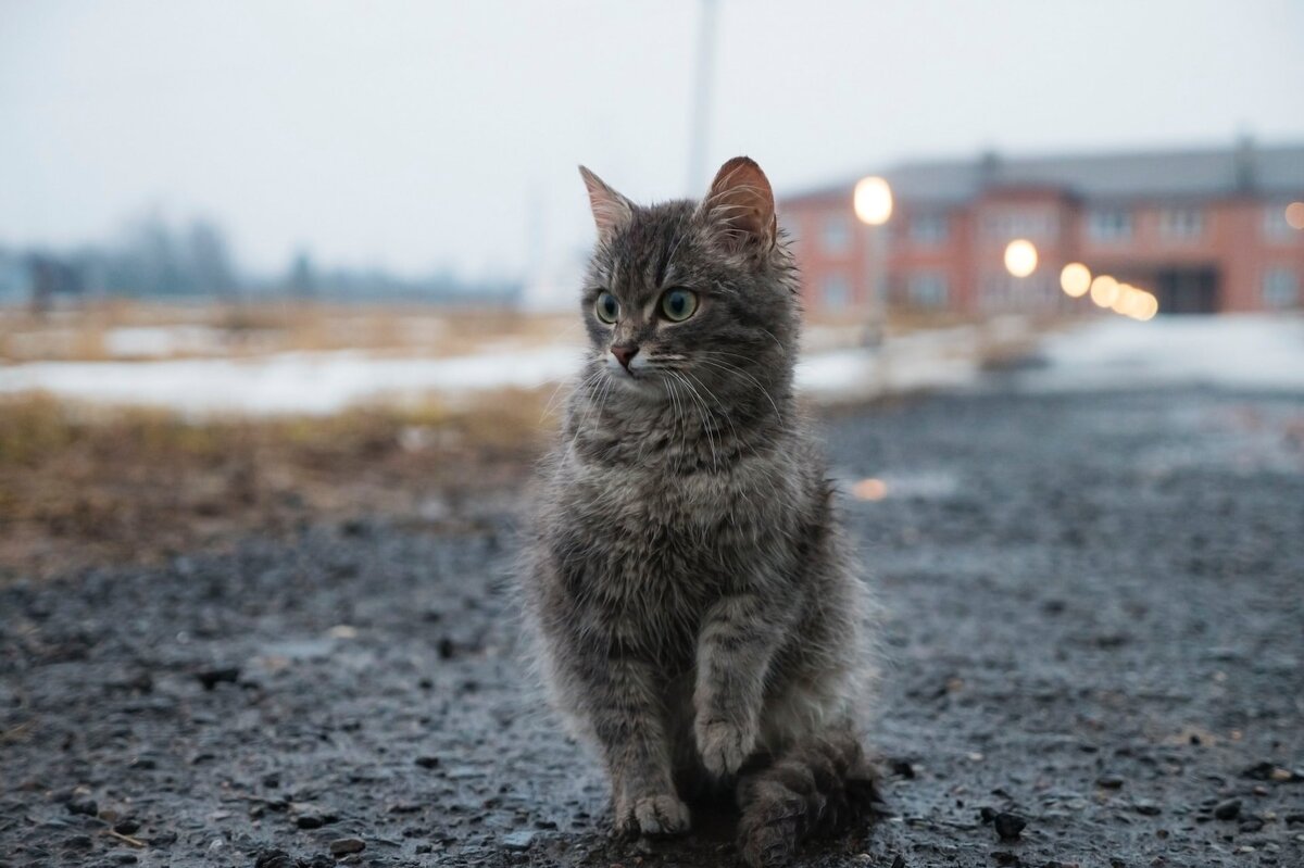     Правда ли, что коты чувствуют приближение дождя