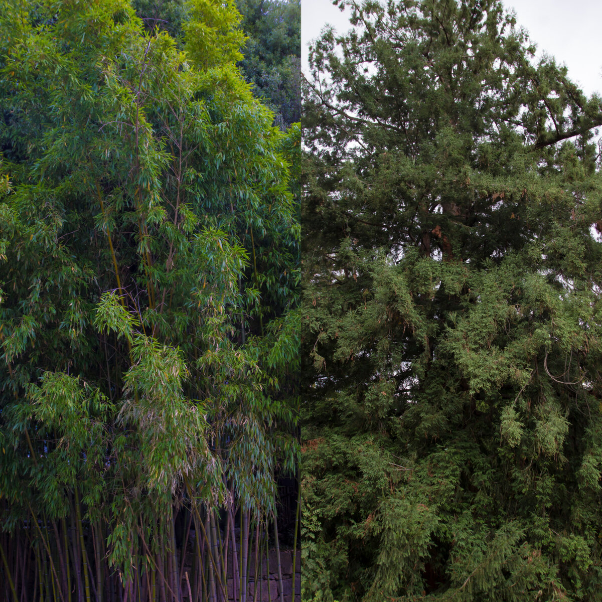 Бамбук  черный/дуб  черешчатый