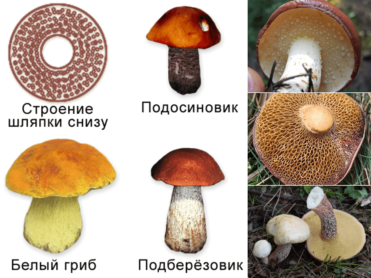 Трубчатые грибы. Трубчатые грибы виды. К трубчатым грибам относятся. Трубчатые грибы доклад.