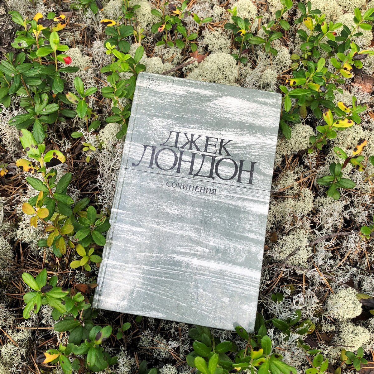 Самые красивые фотографии получаются в лесу