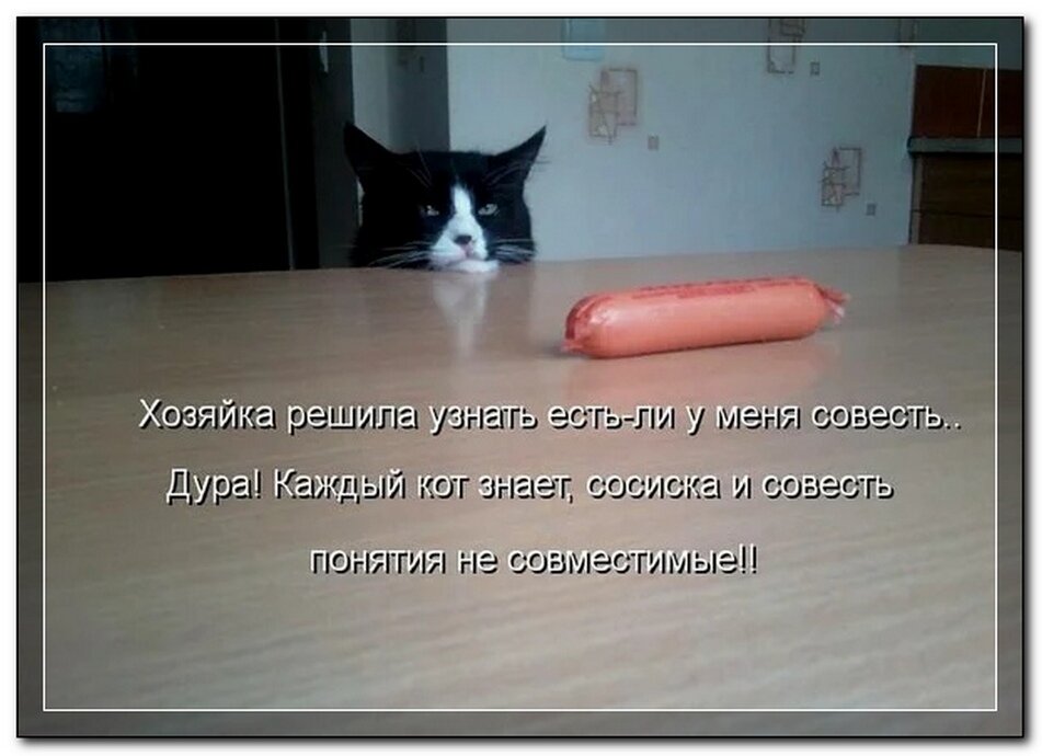 Совсем не хочешь совсем не хочу. Киска сосиска. Напугал кота сосиской. Приколы про котов и сосиски. Плачет киска в коридоре.